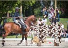 Pferd International 064